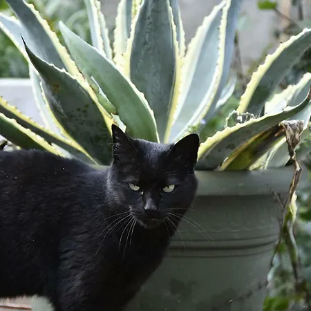 Casa de hóspedes Antonella